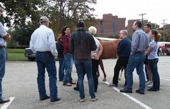 Hands-on animal labs